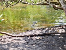 Crocodiles, iguanas and cool birds in La Ventanilla